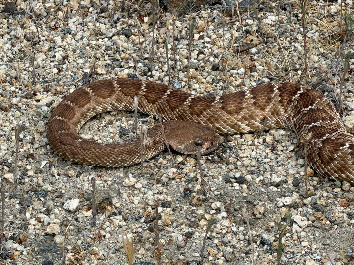 Red Diamond Rattlesnake