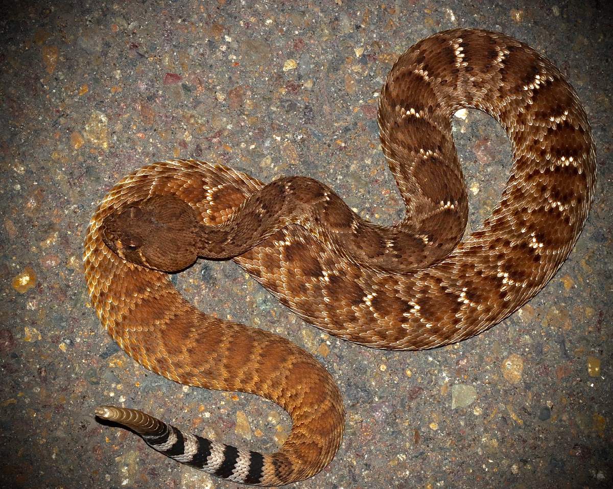 Red Diamond Rattlesnake