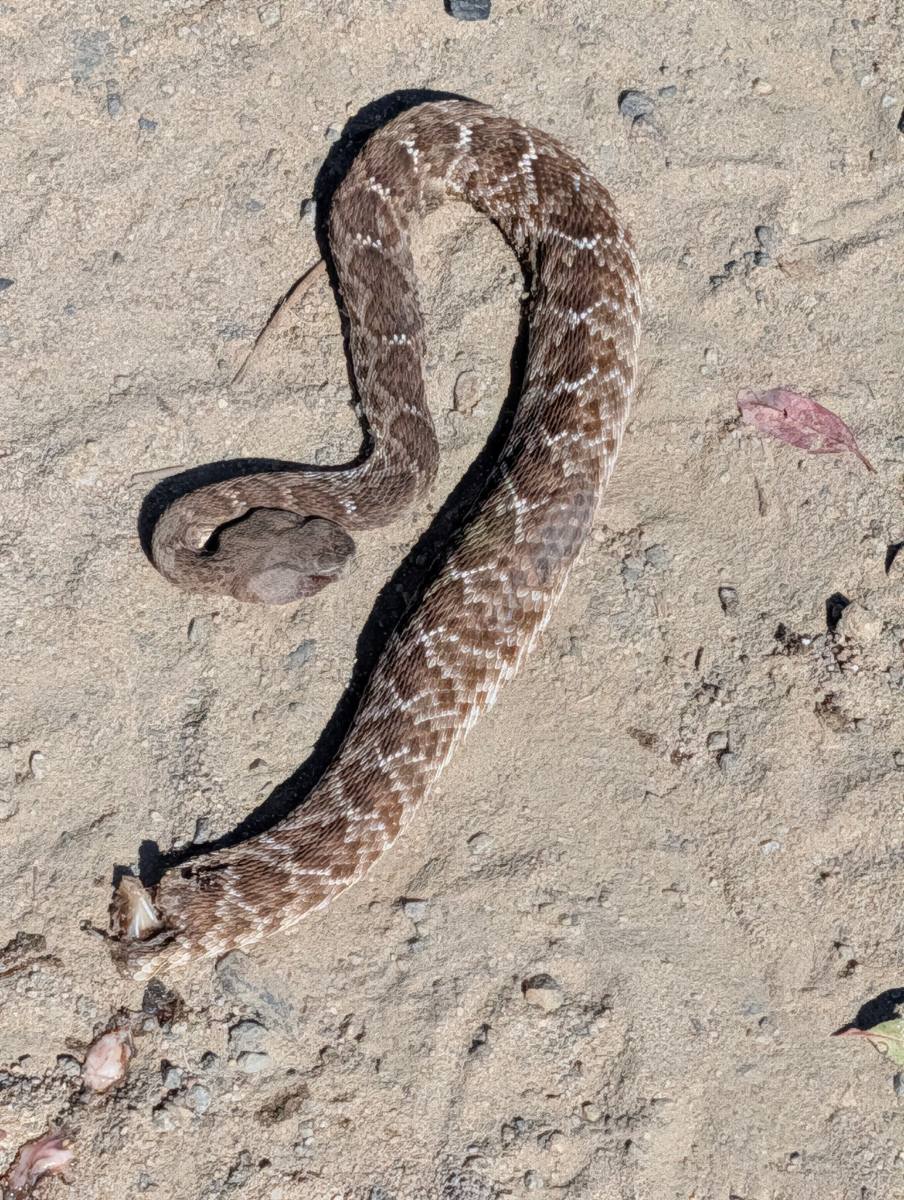Red Diamond Rattlesnake