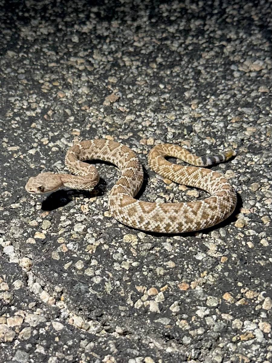 Red Diamond Rattlesnake