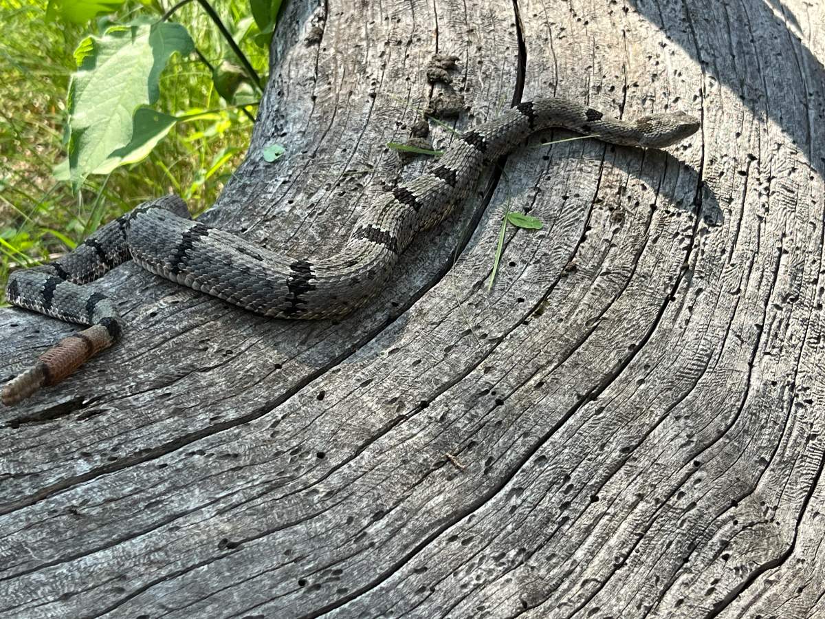 Rock Rattlesnake