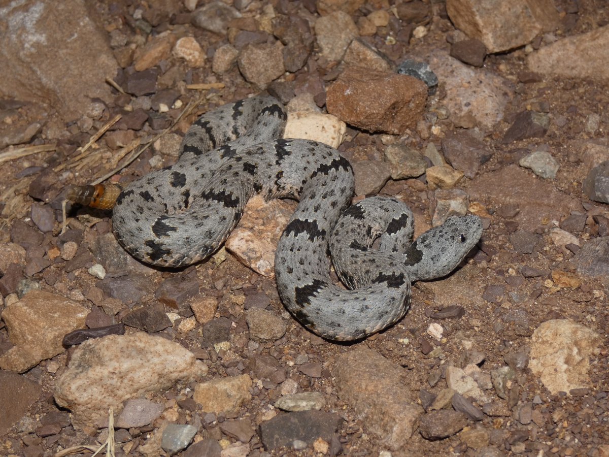 Rock Rattlesnake