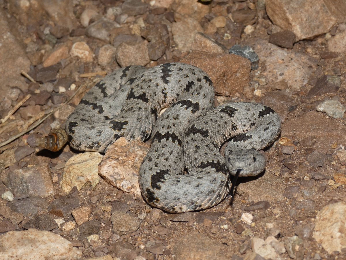 Rock Rattlesnake