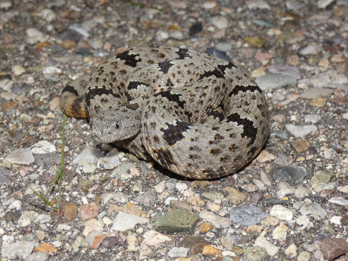 Rock Rattlesnake