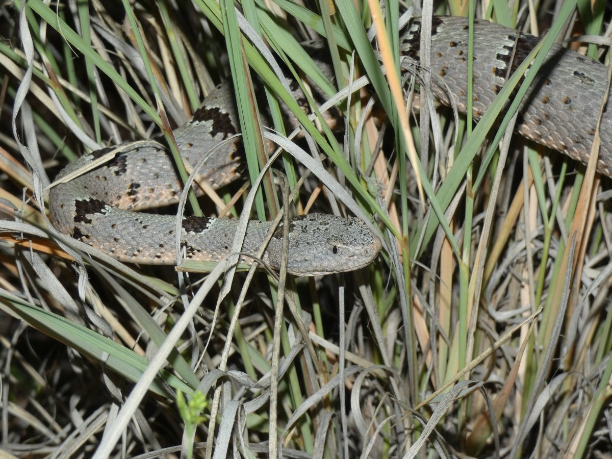 Rock Rattlesnake