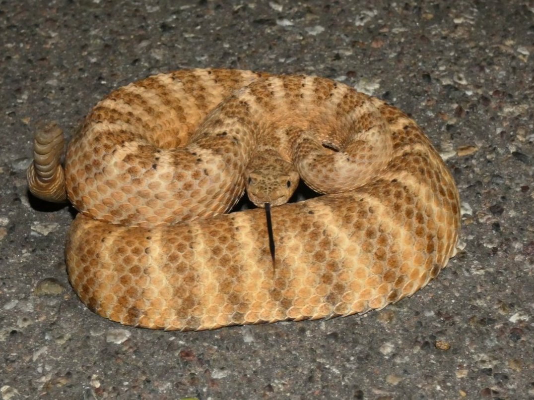 Tiger Rattlesnake