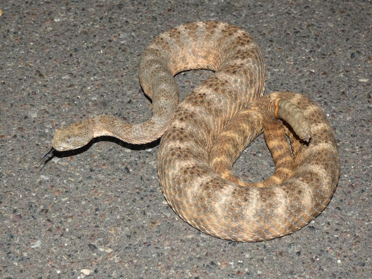 Tiger Rattlesnake
