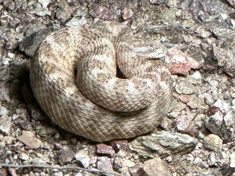 Tiger Rattlesnake