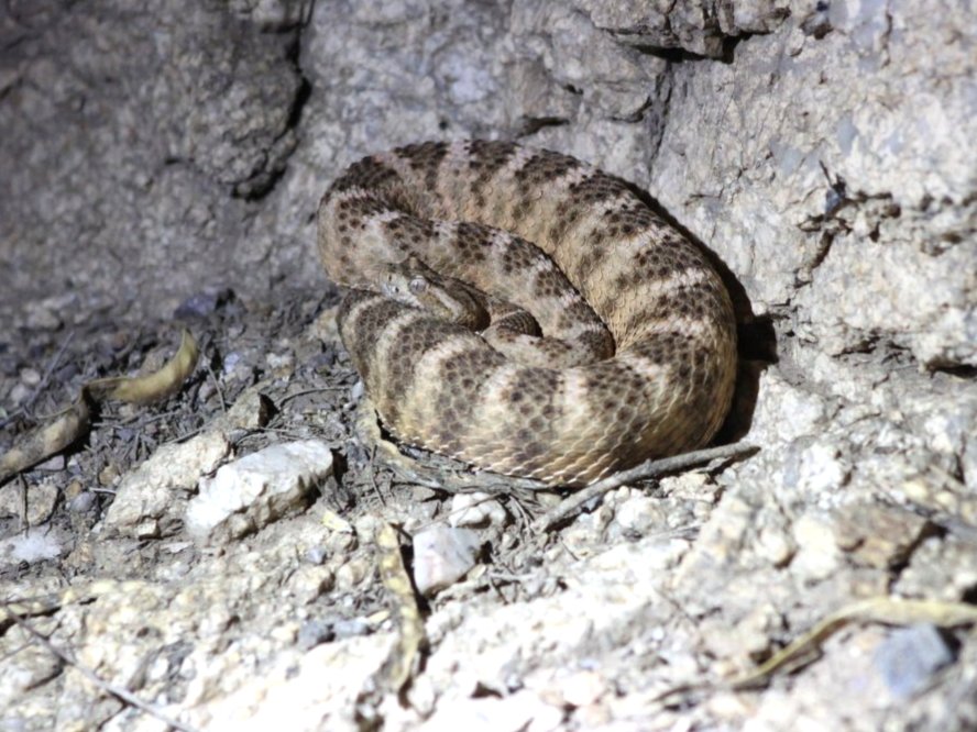 Tiger Rattlesnake