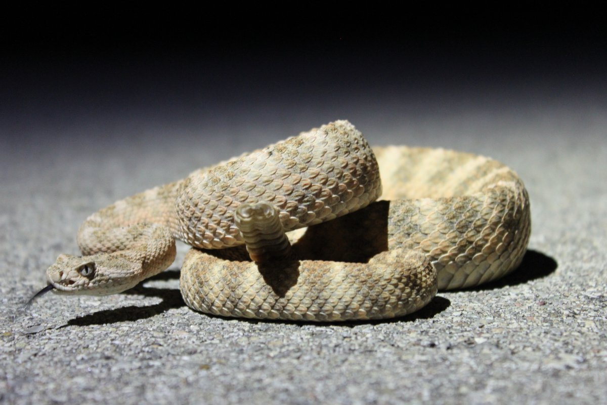 Tiger Rattlesnake