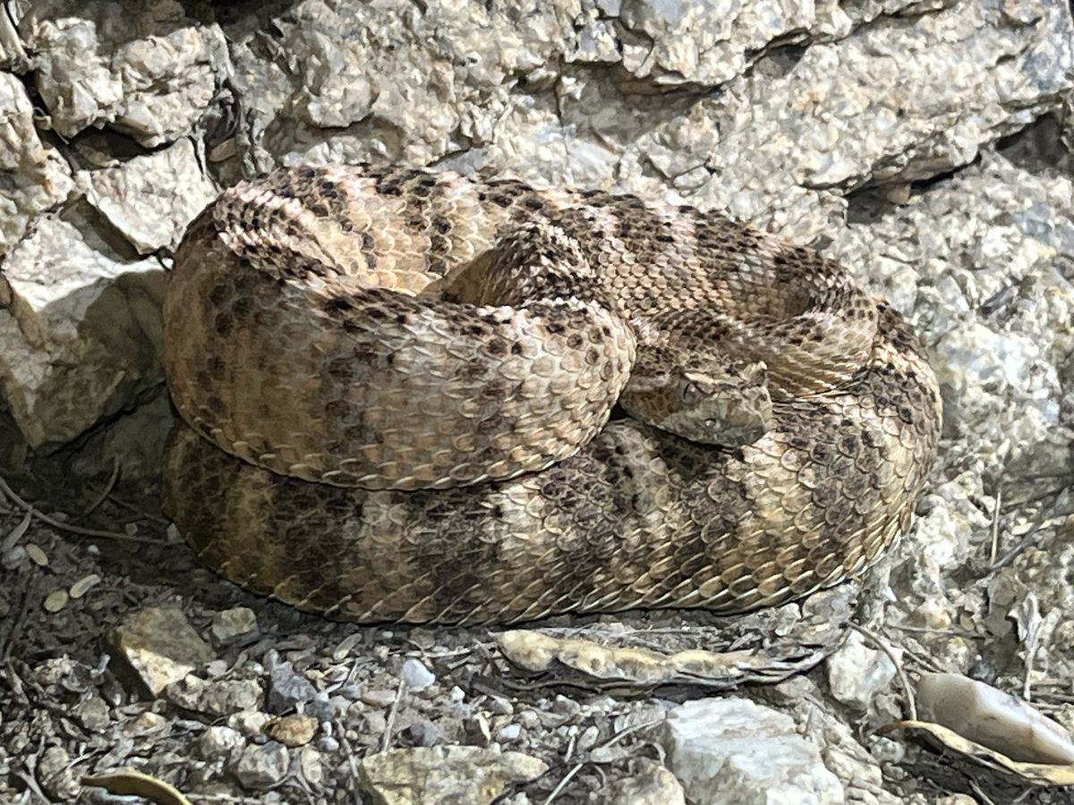 Tiger Rattlesnake