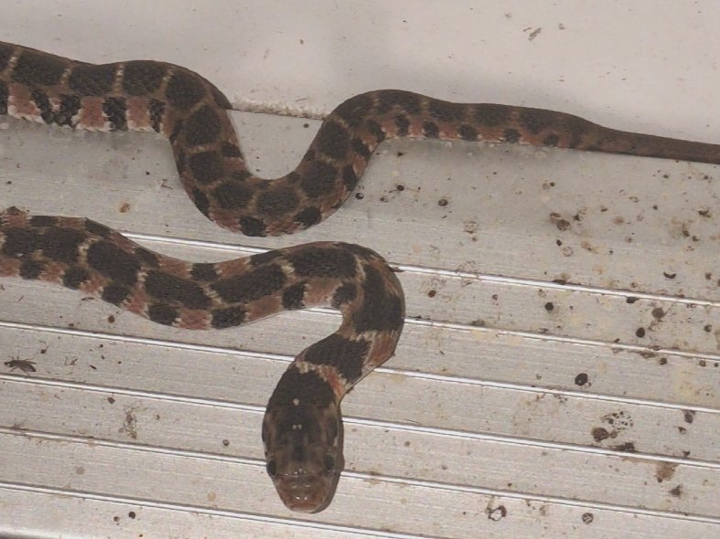 Plain-bellied Watersnake