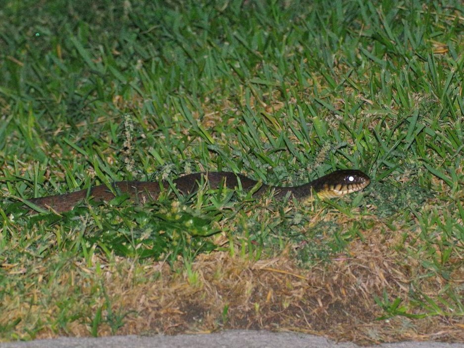 Plain-bellied Watersnake