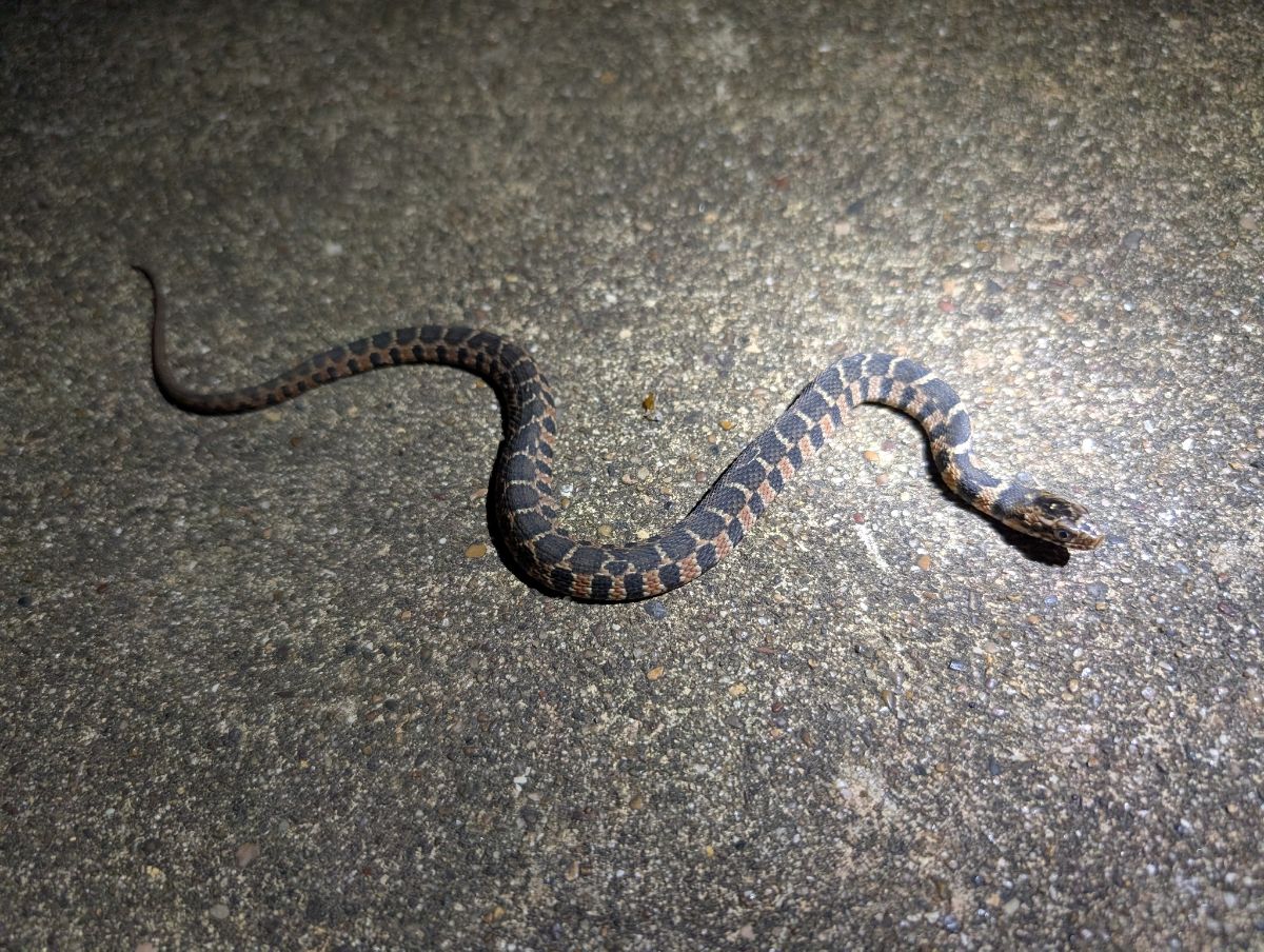 Plain-bellied Watersnake