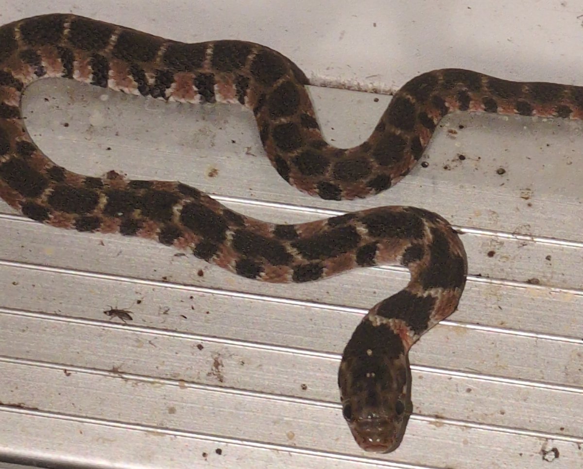 Plain-bellied Watersnake