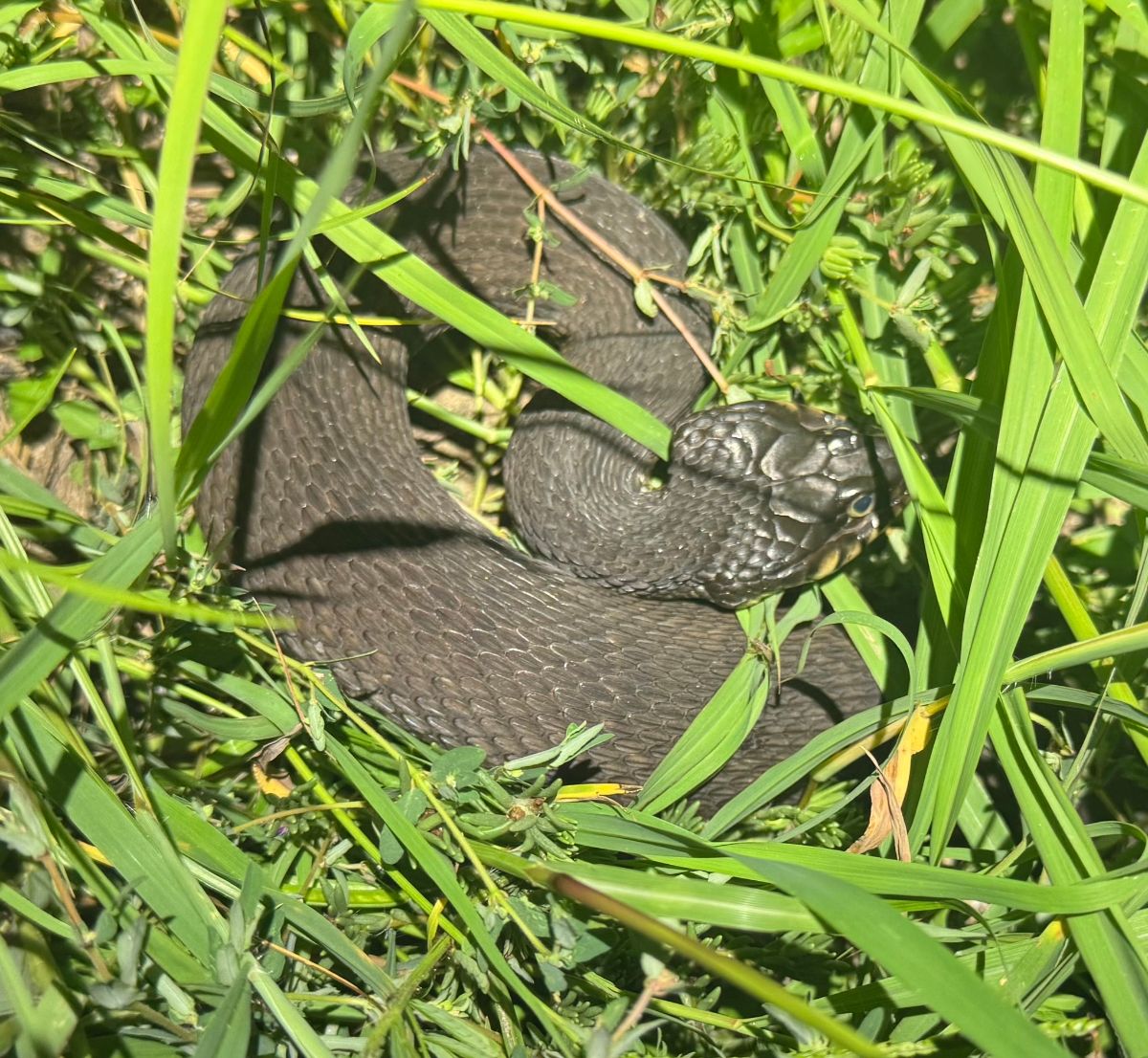 Plain-bellied Watersnake