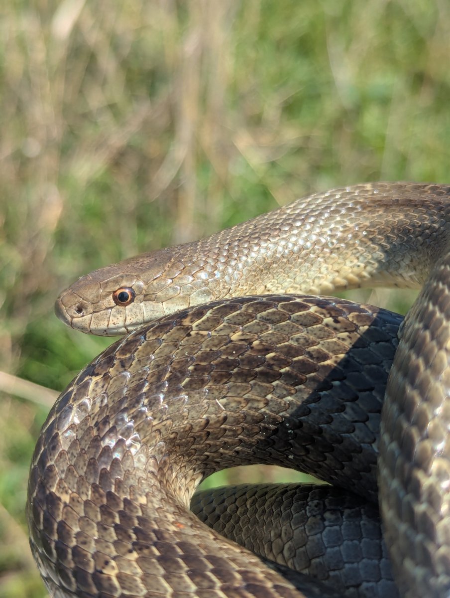 Prairie Kingsnake