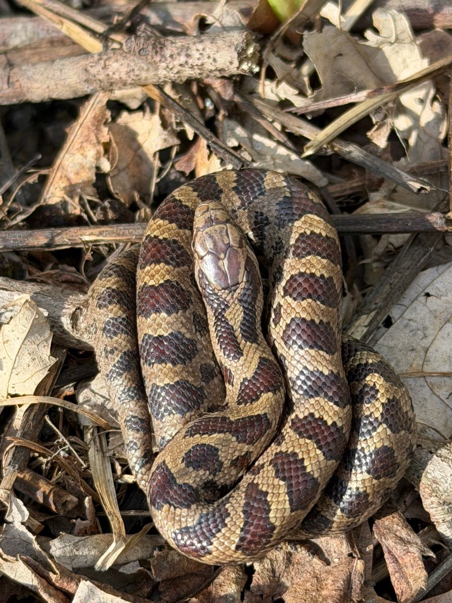 Prairie Kingsnake