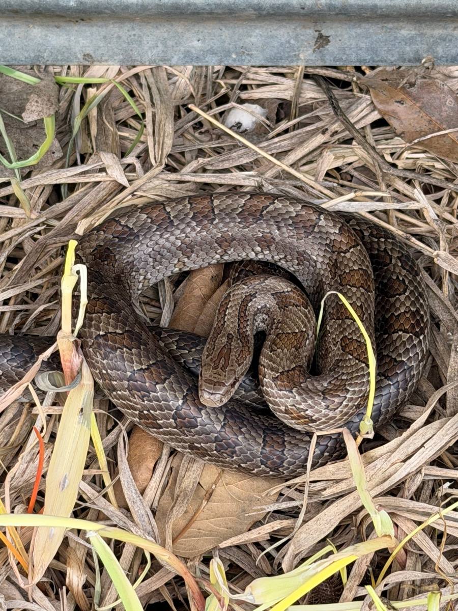 Prairie Kingsnake