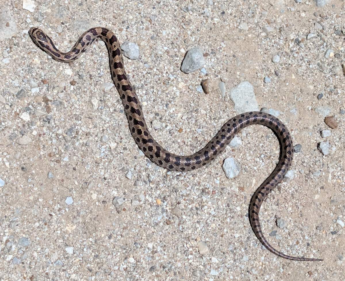 Prairie Kingsnake