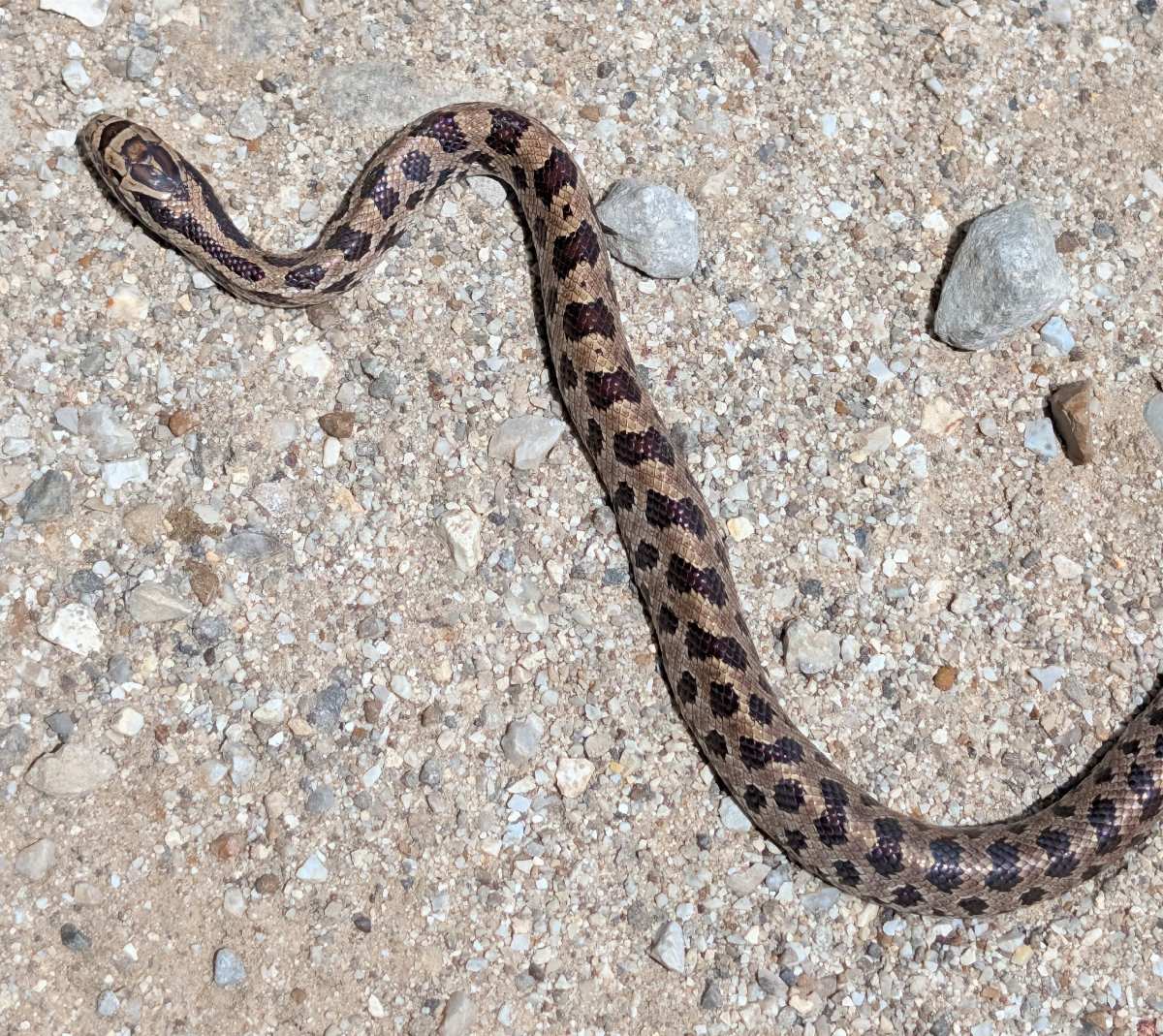 Prairie Kingsnake