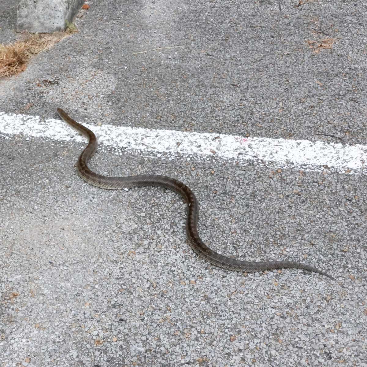 Prairie Kingsnake