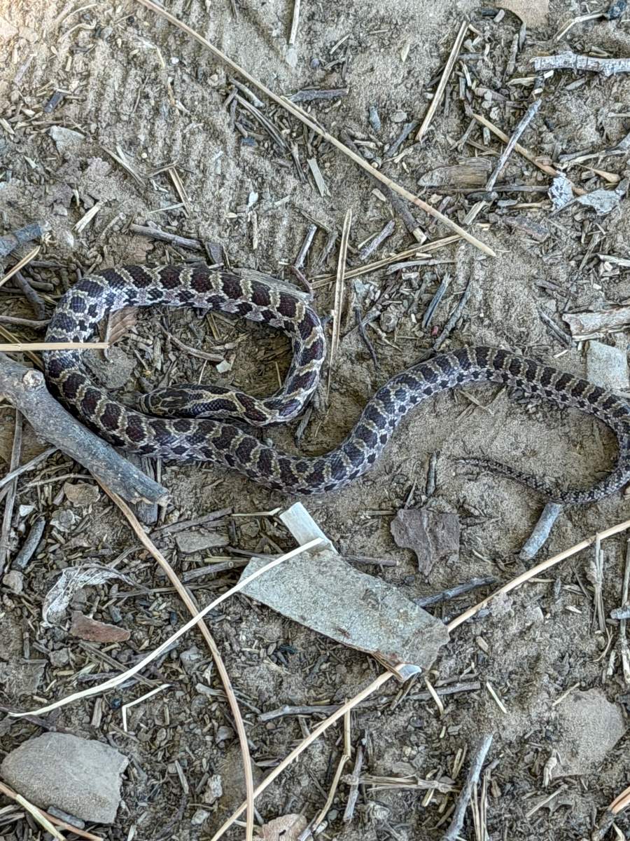 Prairie Kingsnake