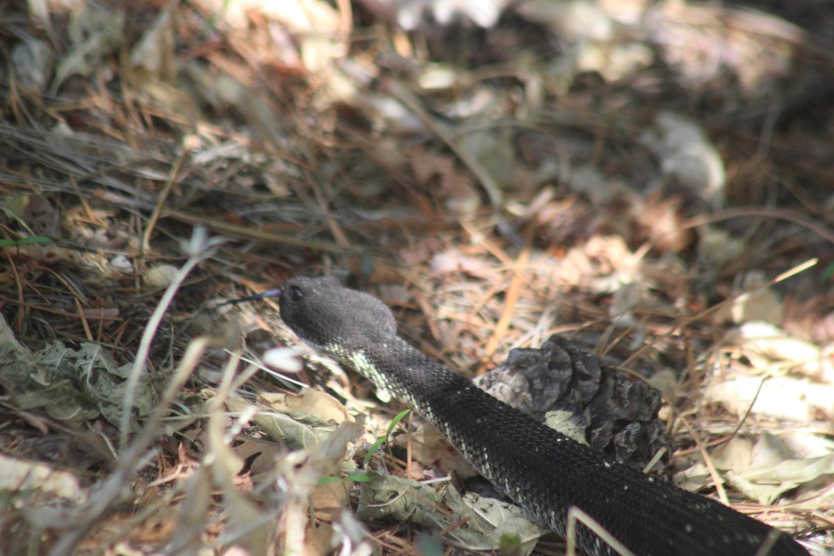 Arizona Black Rattlesnake