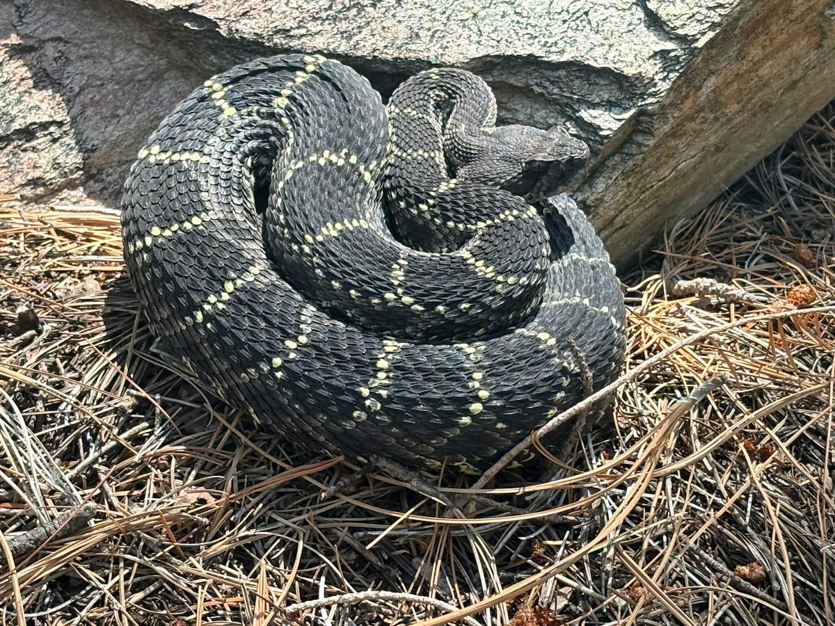 Arizona Black Rattlesnake