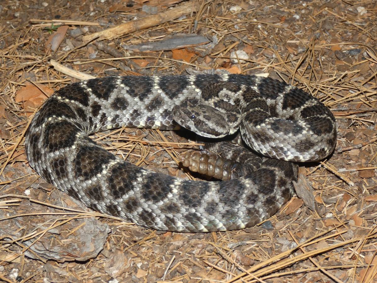 Arizona Black Rattlesnake