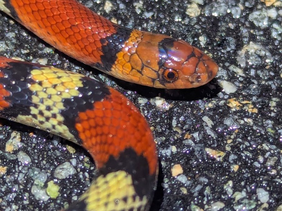 Scarlet Snake