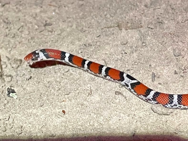 Scarlet Snake