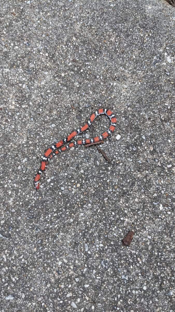 Scarlet Snake