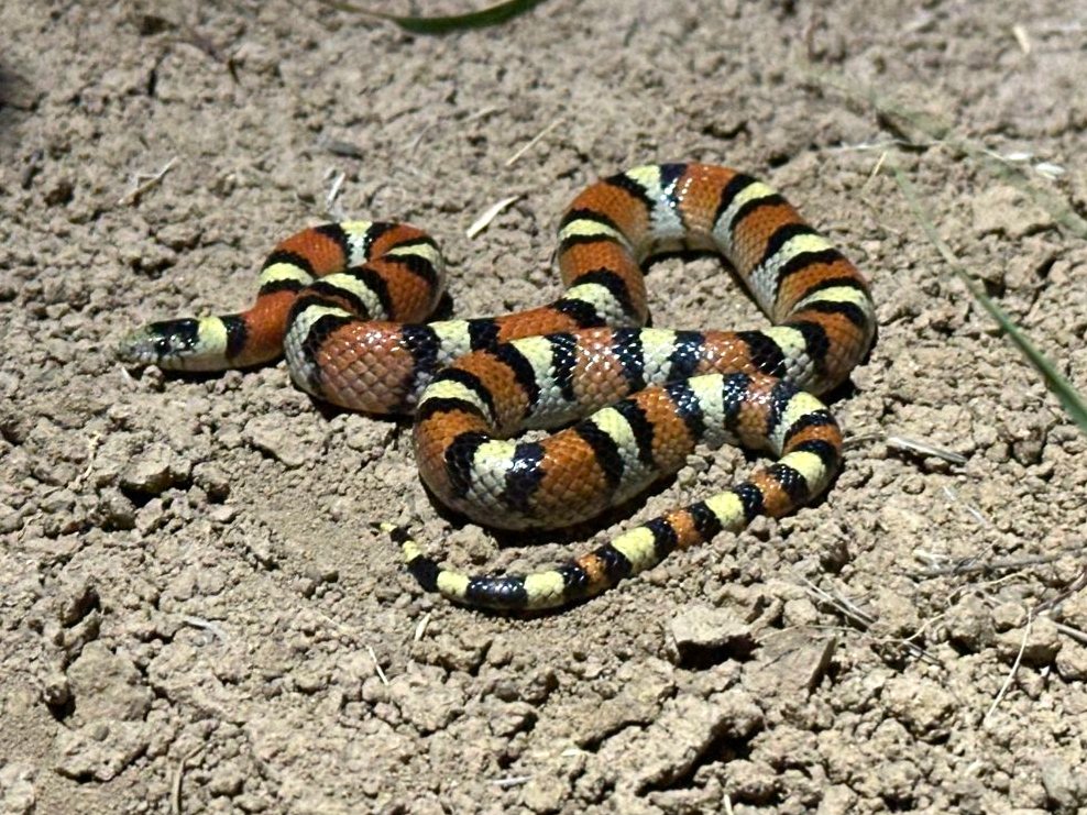 Western Milksnake