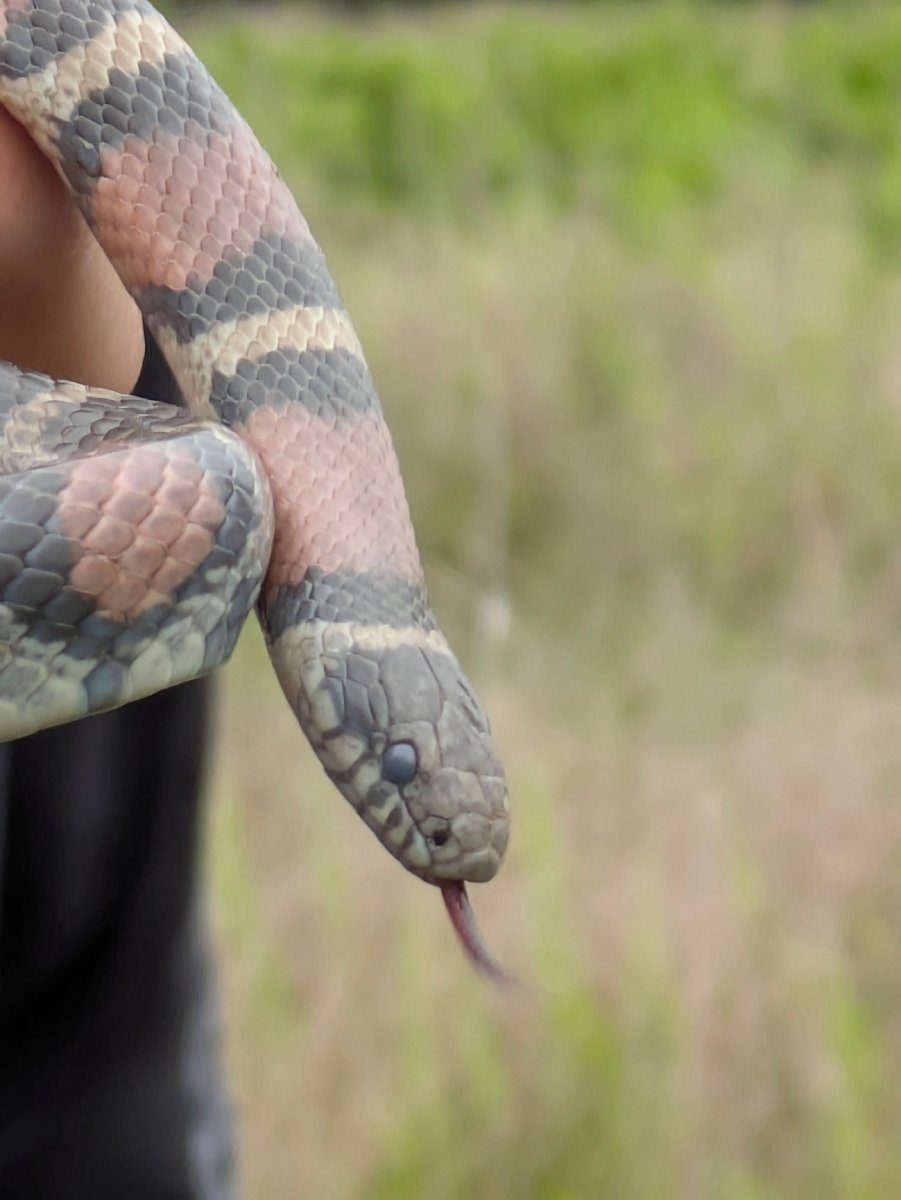 Western Milksnake
