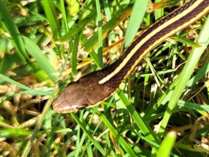 Eastern Ribbonsnake