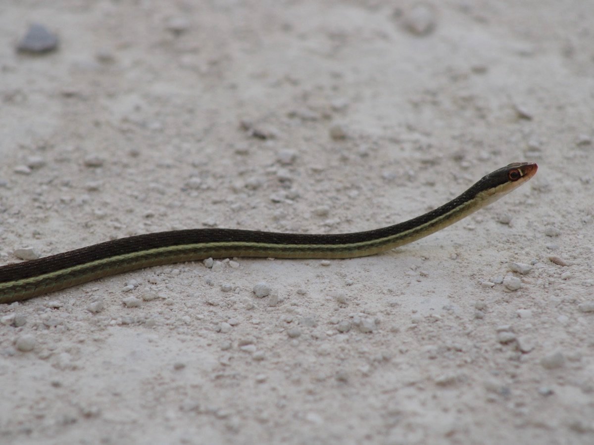 Eastern Ribbonsnake