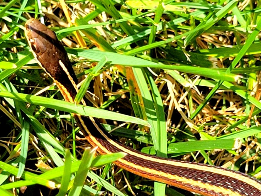 Eastern Ribbonsnake