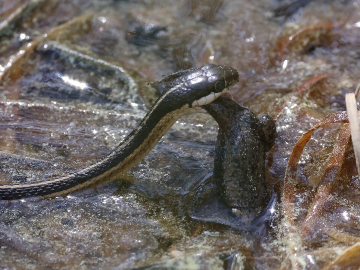 Eastern Ribbonsnake