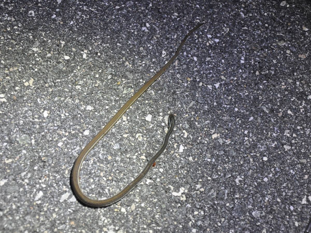 Eastern Ribbonsnake