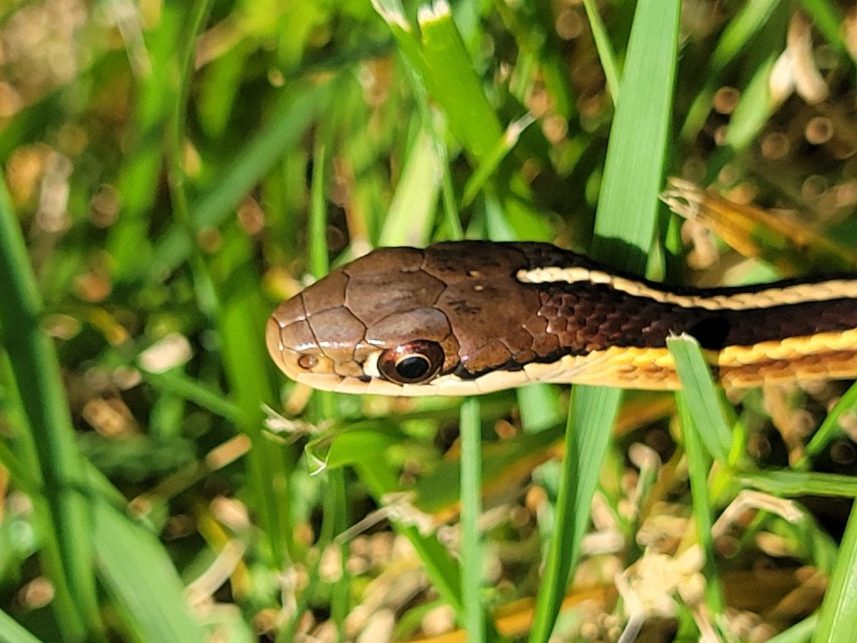 Eastern Ribbonsnake