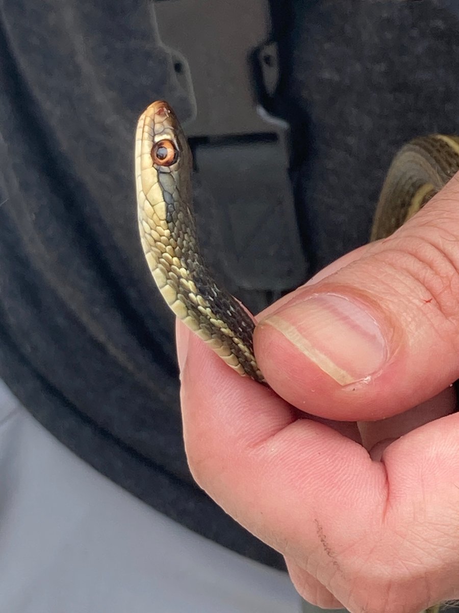 Eastern Ribbonsnake