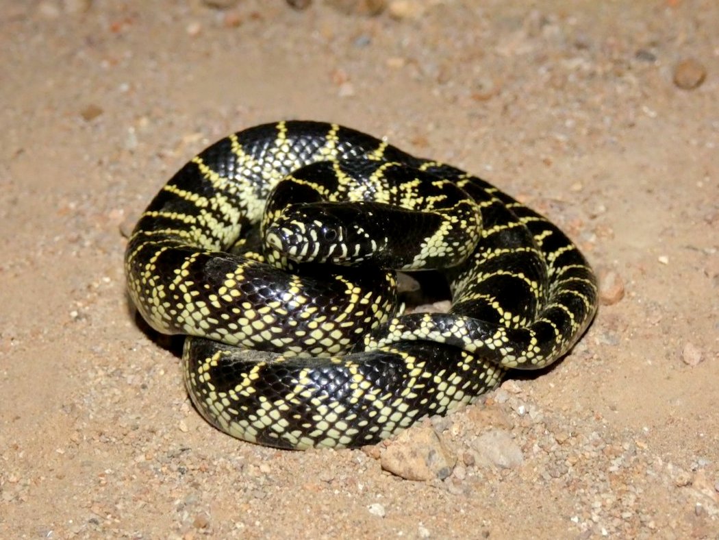 Desert Kingsnake
