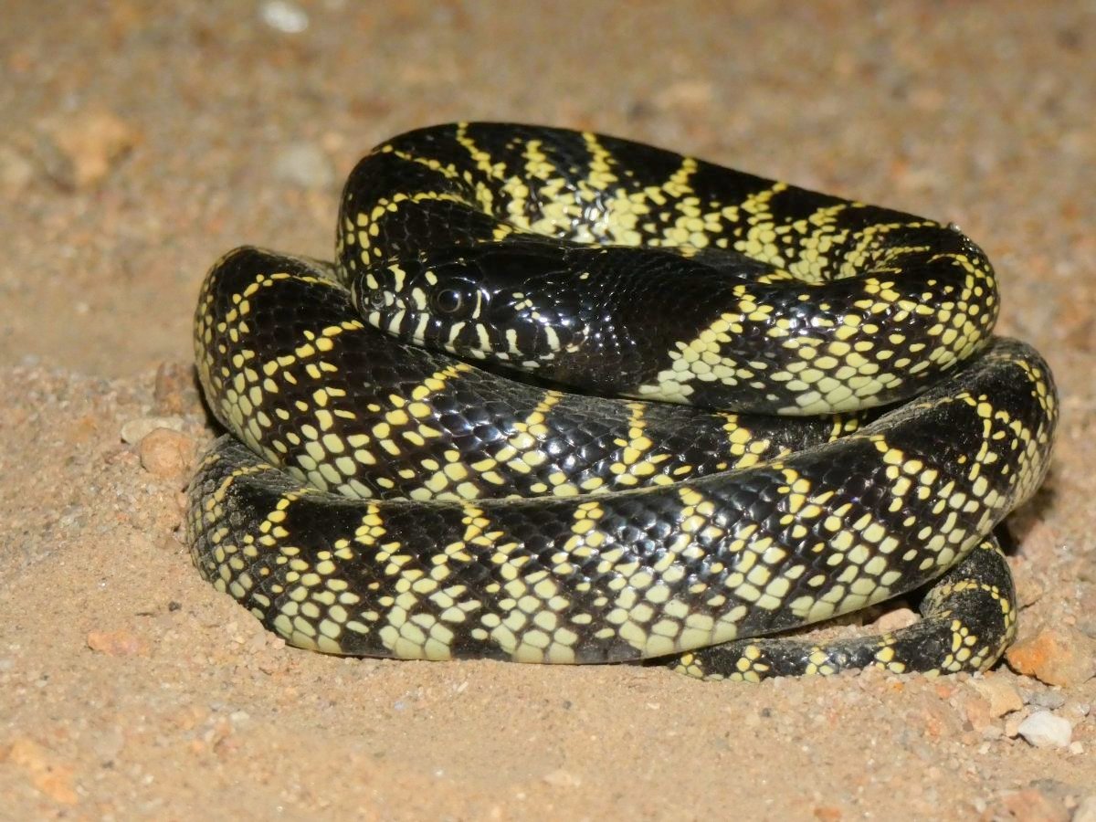 Desert Kingsnake