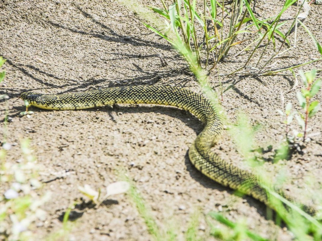 Speckled Kingsnake