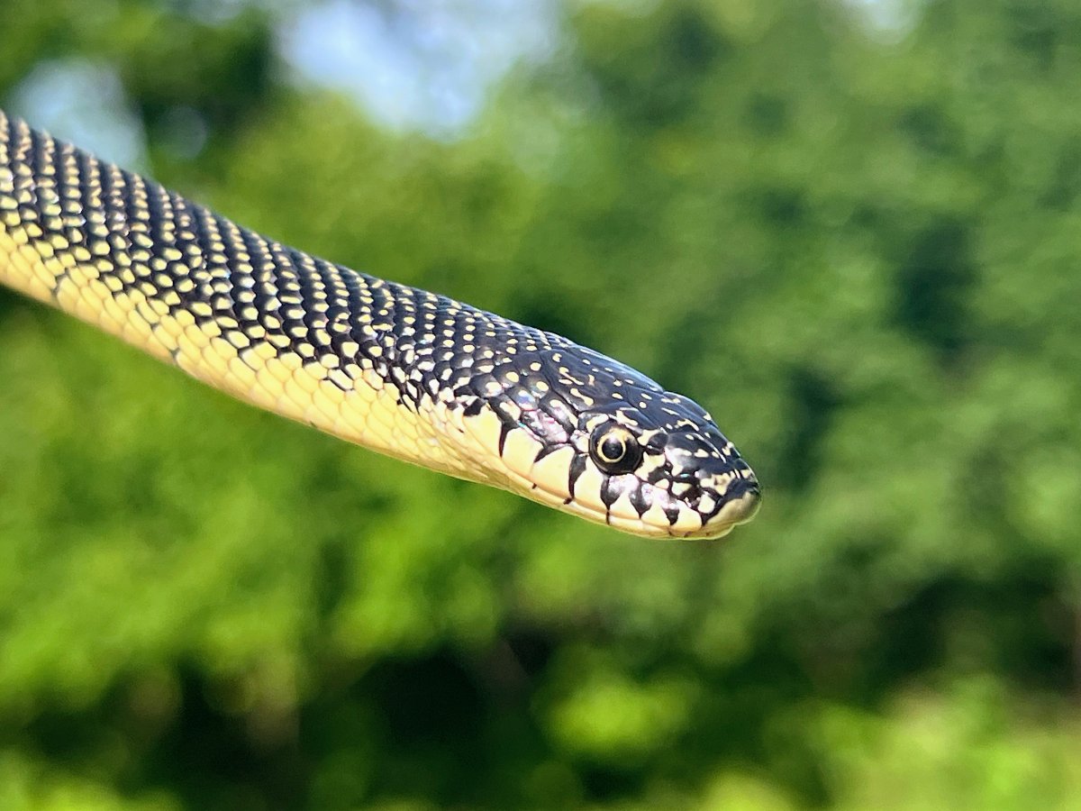Speckled Kingsnake