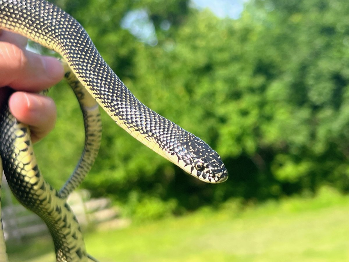 Speckled Kingsnake