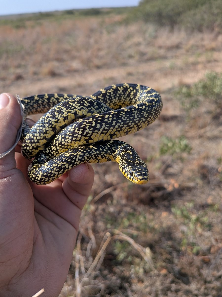 Speckled Kingsnake