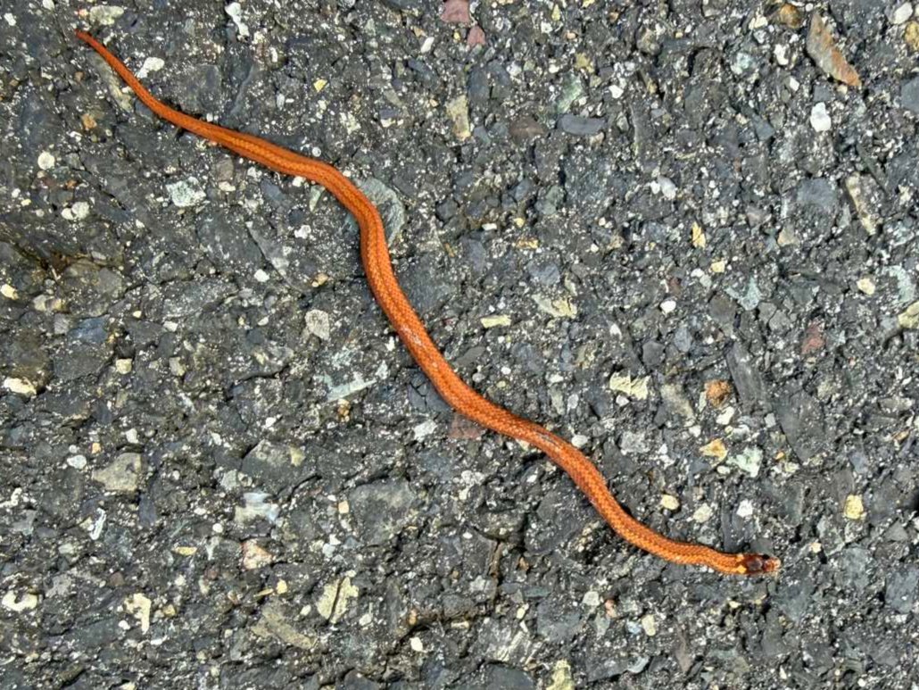 Red-bellied Snake