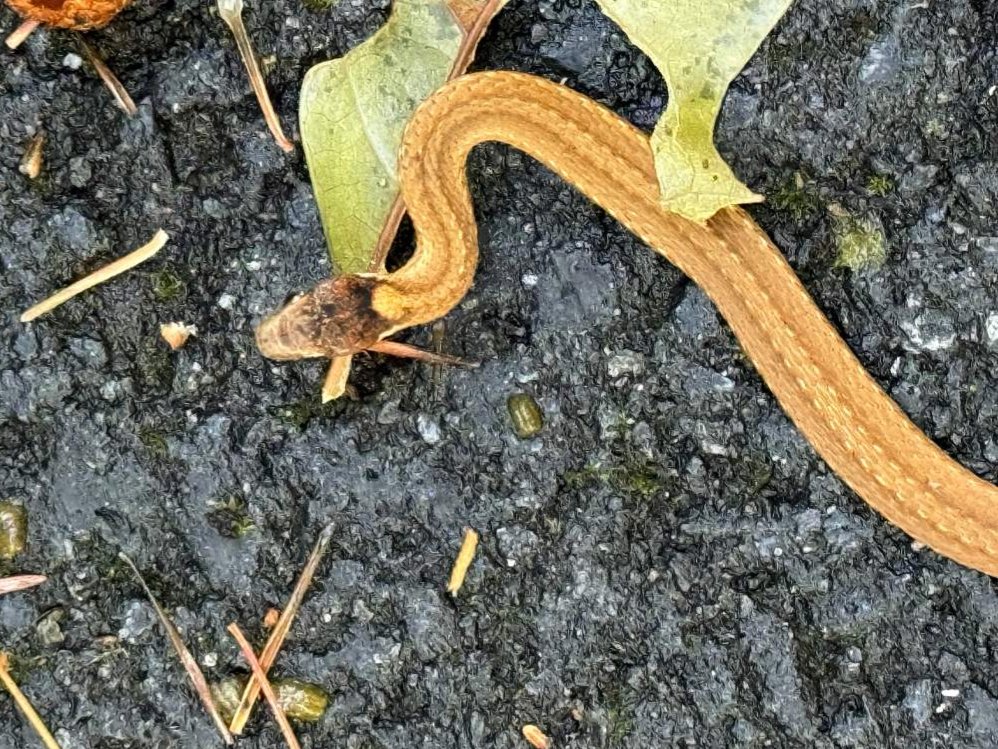 Red-bellied Snake